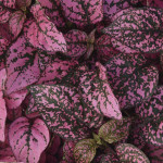 Hypoestes Splash Sel...