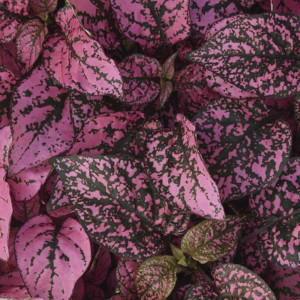 Hypoestes Splash Sel...