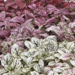 Hypoestes Confetti C...