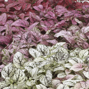 Hypoestes Confetti C...