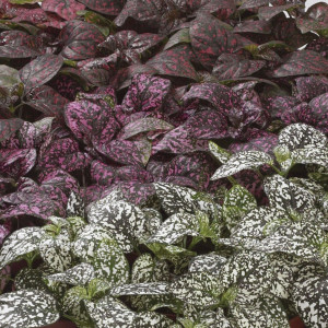 Hypoestes Confetti X...