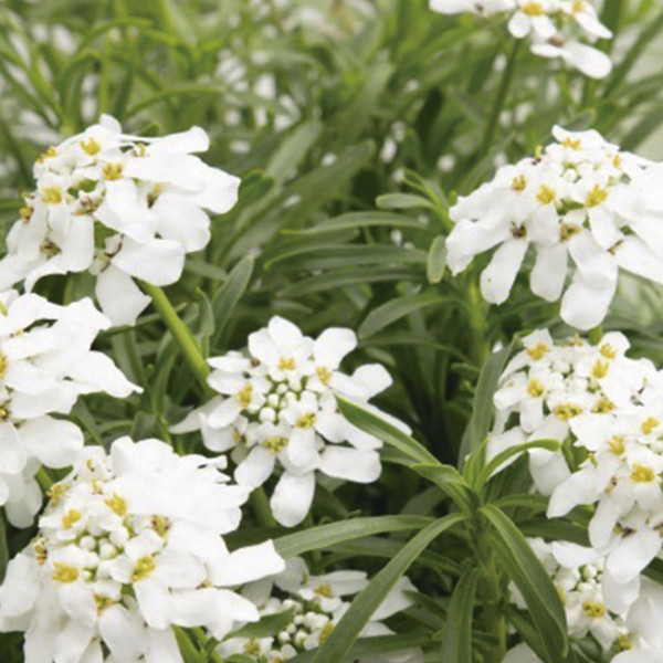 Iberis Sempervirens Snow Flurries