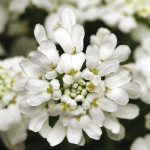 Iberis Sempervirens ...