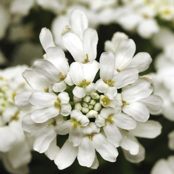 Iberis Sempervirens  Whiteout