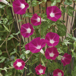 Ipomea (Pharbitis) C...