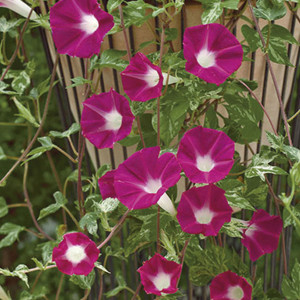 Ipomea (Pharbitis) C...