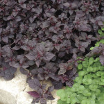 Iresine Purple Lady...