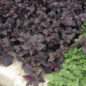 Iresine Purple Lady...