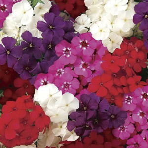 Juanita 21st Century...