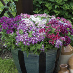 Juanita Phlox Drummo...