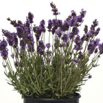Lavanda Avignon Earl...