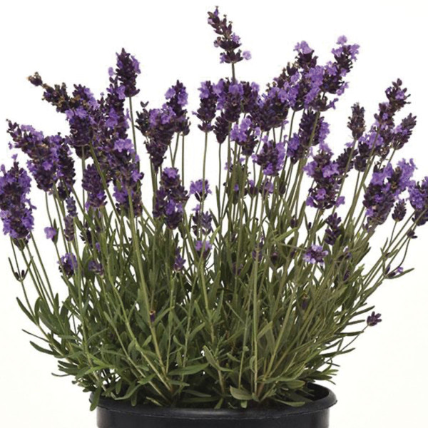 Lavanda Avignon Early Blue