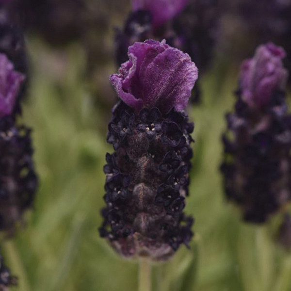 Lavanda Bandera 