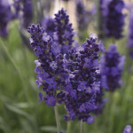 Lavanda Blue Spear...