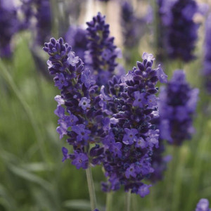 Lavanda Blue Spear...