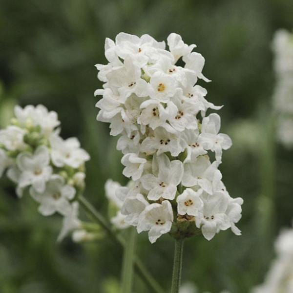 Lavanda Ellagance