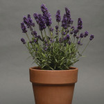 Lavanda Lavance ...