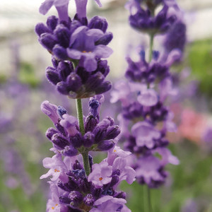 Lavanda Lovely Sky...
