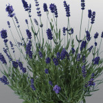 Lavanda Promise...