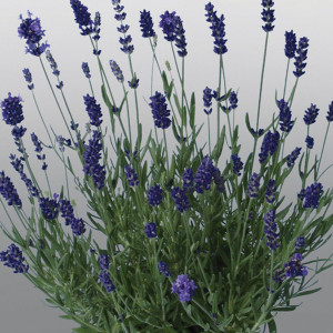 Lavanda Promise...