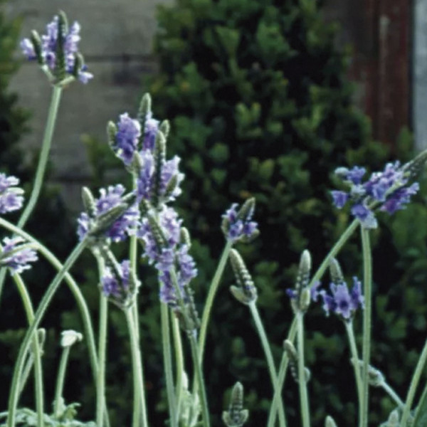 Lavanda Spanish Eyes