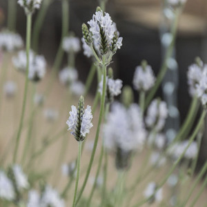 Lavanda Torch...