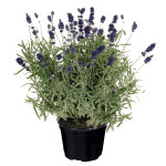 Lavanda Vicenza Blue...
