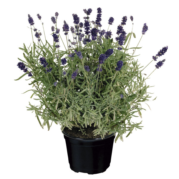 Lavanda Vicenza Blue