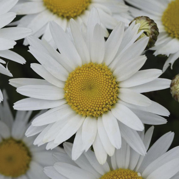 Leucanthemum Madonna