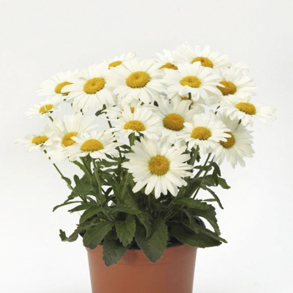 Leucanthemum White Lion