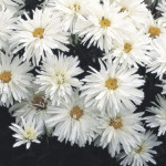Leucanthemum X Super...