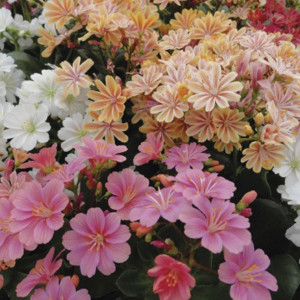 Lewisia Cotyledon El...