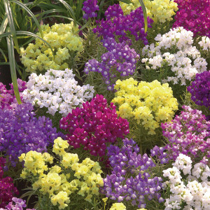 Linaria Fantasista...