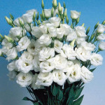 Lisianthus Dbl. Bole...