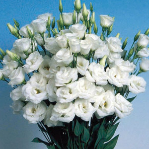 Lisianthus Dbl. Bole...