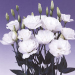 Lisianthus Borealis...