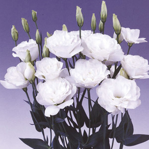 Lisianthus Borealis...