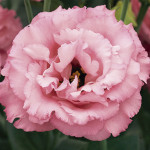 Lisianthus Dbl. Core...