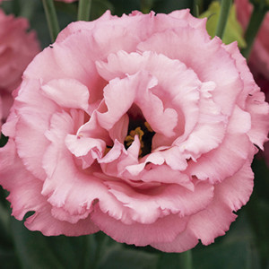 Lisianthus Dbl. Core...