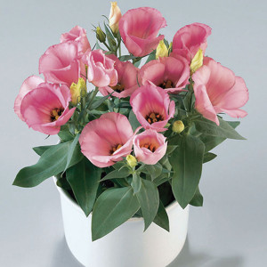 Lisianthus Carmen...
