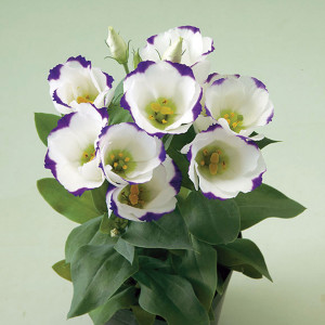 Lisianthus Marina...