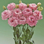 Lisianthus Dbl. Seri...
