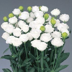 Lisianthus Dbl. Doub...