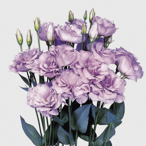 Lisianthus Dbl. Echo...