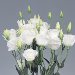Lisianthus Dbl. Exca...