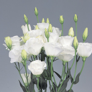 Lisianthus Dbl. Exca...