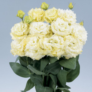 Lisianthus Dbl. Voya...