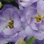 Lisianthus Dbl. Abc...