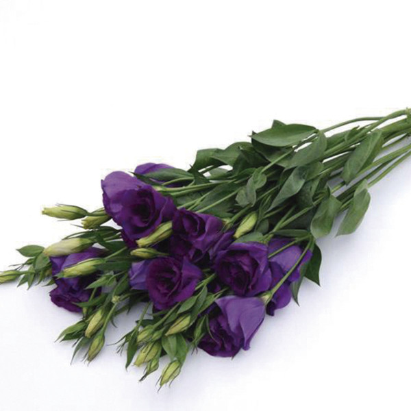 Lisianthus Can Can 