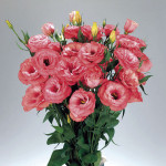 Lisianthus Dbl. Adva...